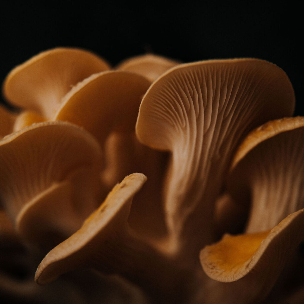 Golden oyster mushrooms with dramatic lighting